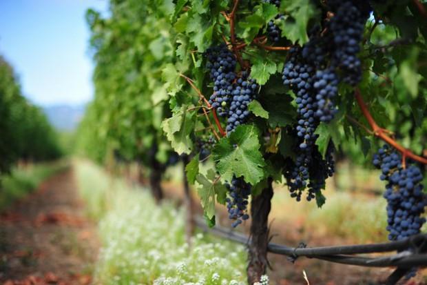 Молдову ждет богатый урожай винограда