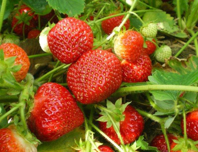 Молдавские фрукты и овощи появились на рынках