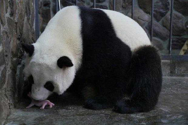 Появились фото первой родившейся в 2016 году панды