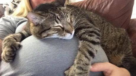 Pisica își punea capul pe burta ei pe tot timpul sarcinii