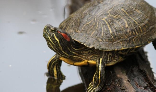 В Днестр выпустили 50 редких черепах