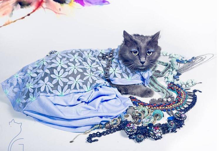 Гламурная кошка из Румынии приглянулась интернет-пользователям