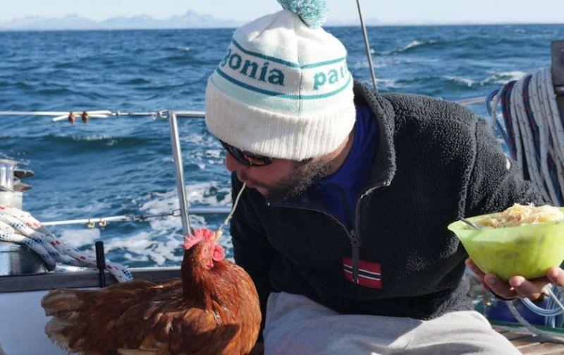 Француз путешествует по миру в компании курицы