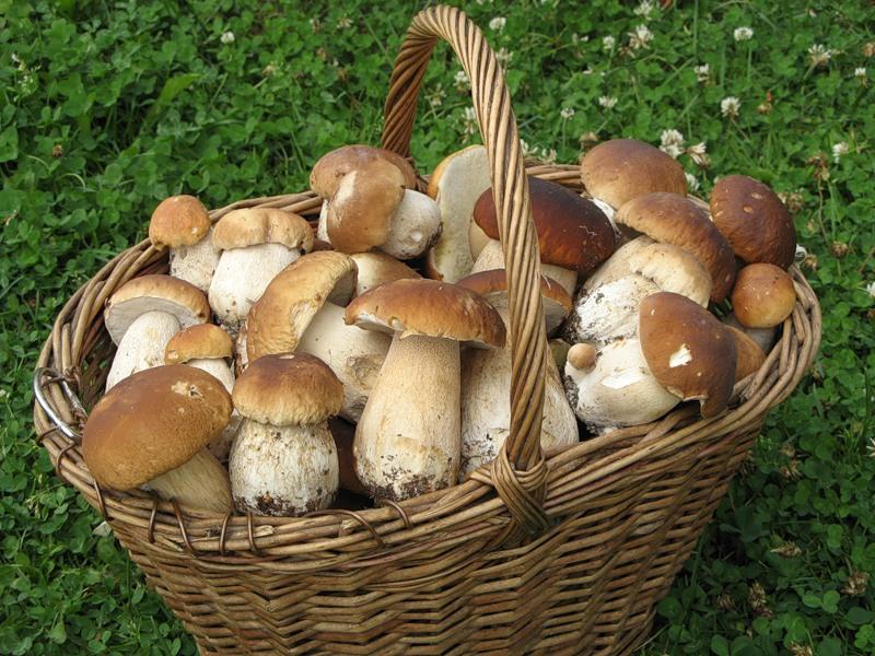 Эксперты советуют быть острожными при сборе грибов после проливных дождей