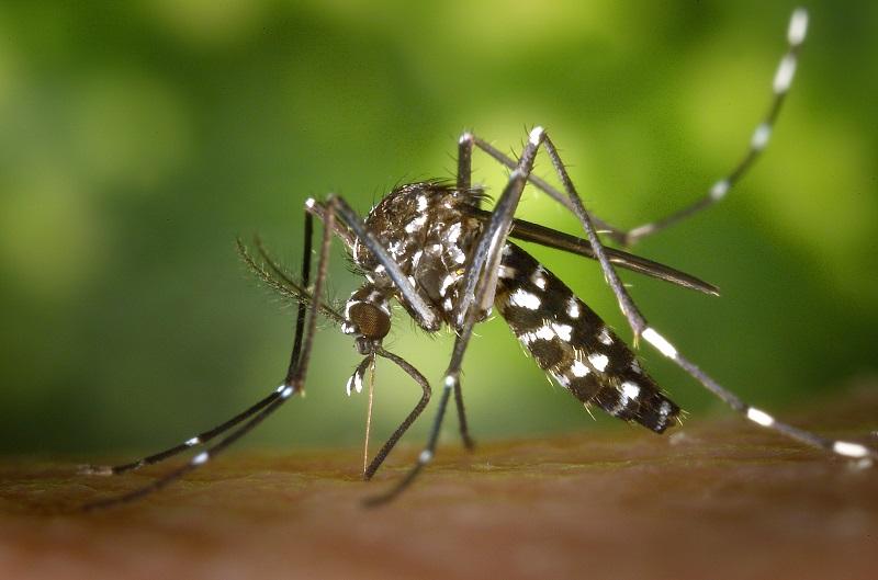 В Румынии появились комары-переносчики вируса Зика