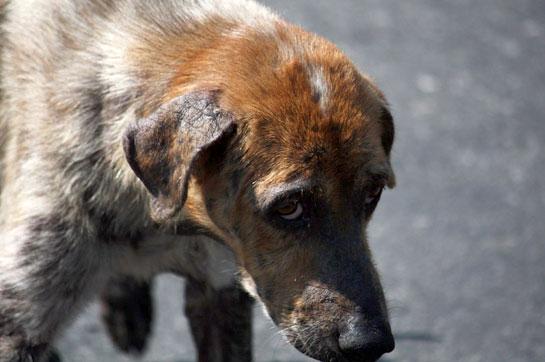 В Молдове ужесточат наказание за бессердечное отношение к животным