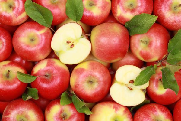 "Coolege Vitamine": с 1 сентября яблоки будут введены в питание детей из 5 школ и детских садов