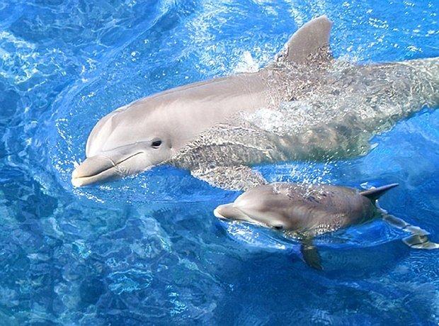 Биологи: Дельфины поют своим будущим детям во время беременности