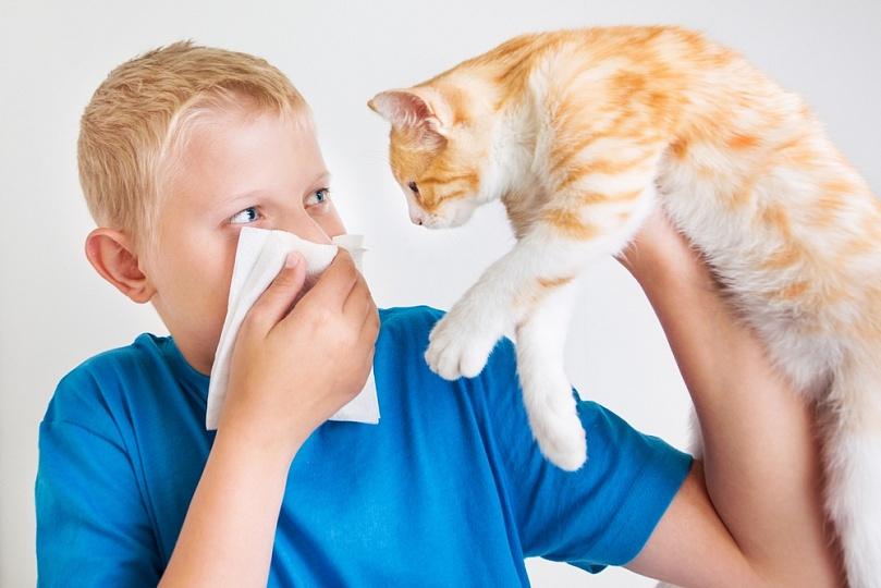 Совместимы ли пушистые любимцы и дети-аллергики?