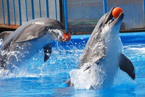 Кишиневский дельфинарий не закроют на зиму