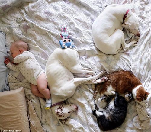 Самые теплые друзья. Мама придумала трогательный фотопроект с малышом и собаками