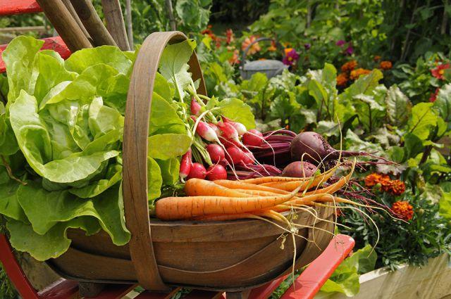 Primele vitamine: cum să evităm intoxicațiile cu legumele, fructele și verdețurile noi