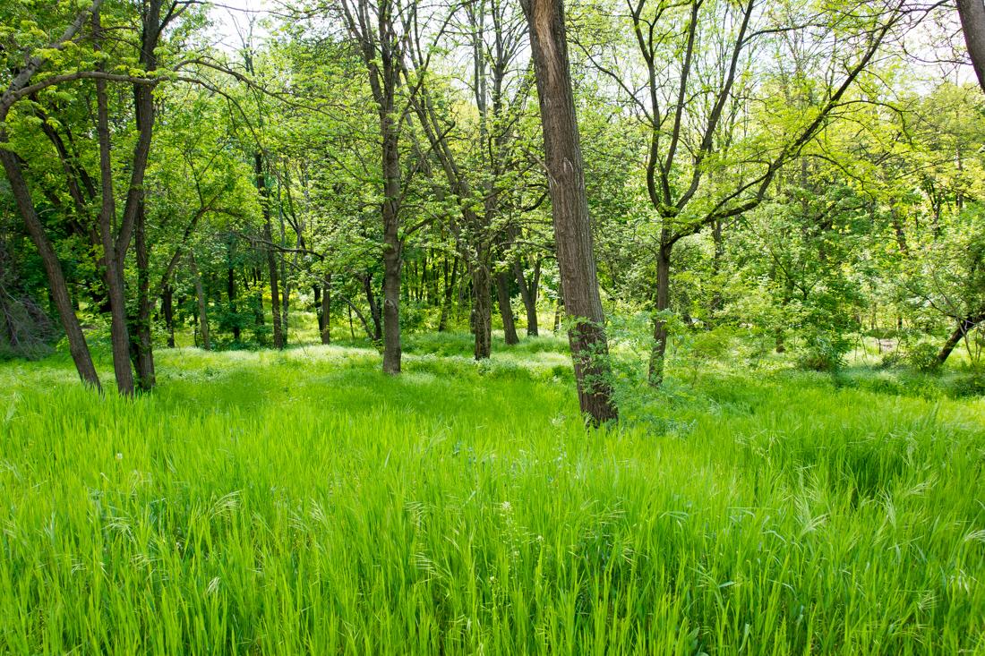 Настоящая весна вернется в Молдову после 25 апреля