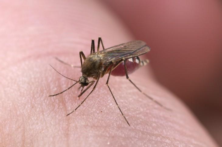 Țânțarii transmit 7 boli mortale! Bâzâitul și înțepăturile lor reprezintă cea mai mică problemă