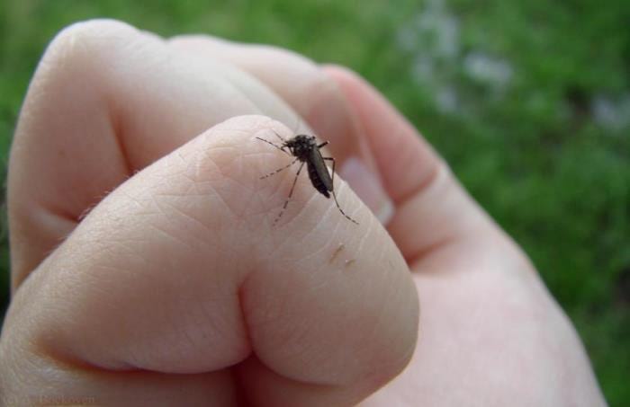 Комары являются переносчиками 7 смертельных заболеваний!