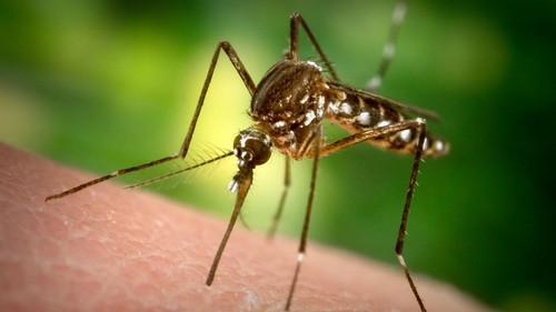 Комары являются переносчиками 7 смертельных заболеваний!