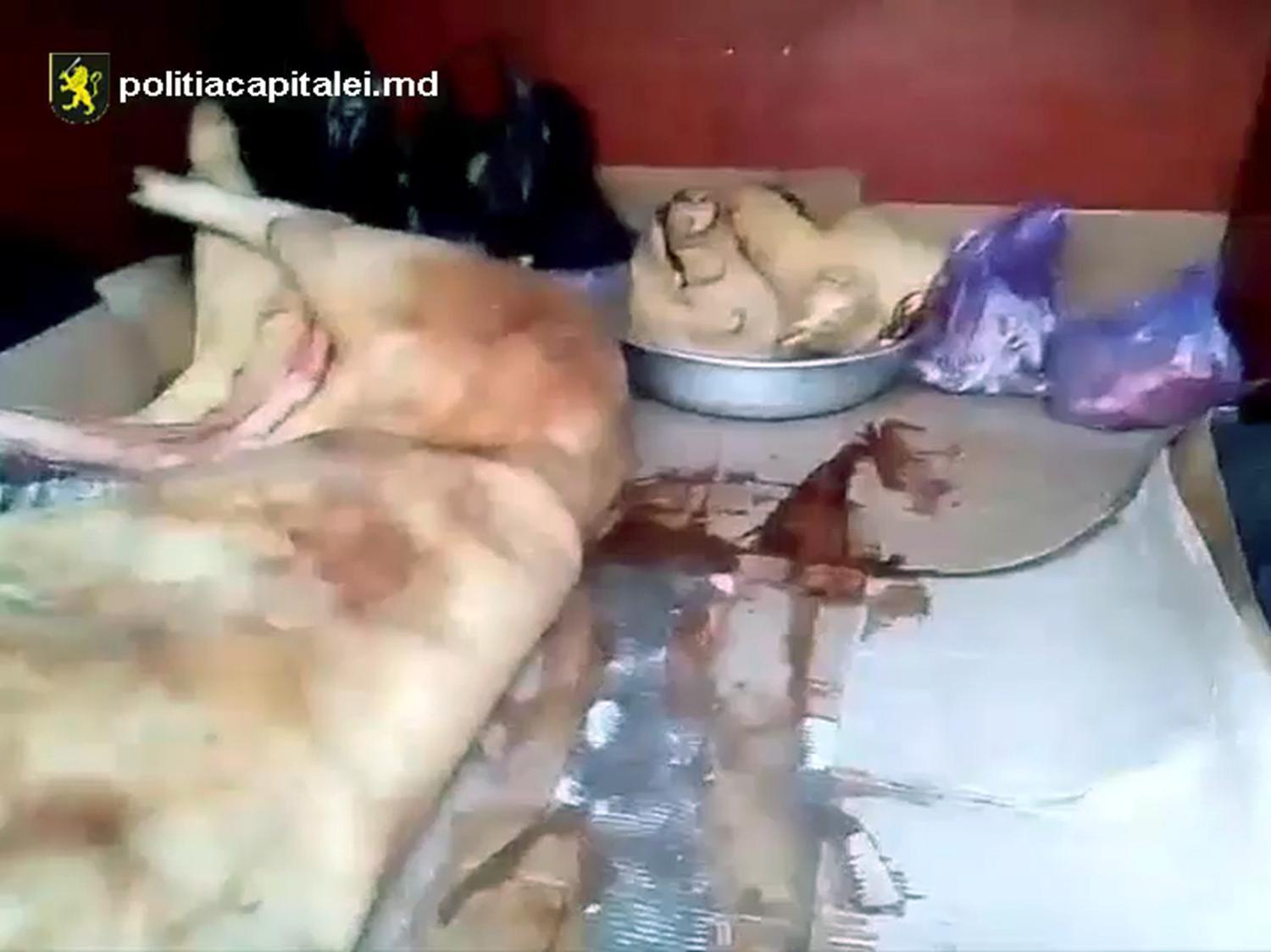 Revoltător! În ce condiţii este transportată carnea de porc de la Piaţa Centrală (VIDEO)