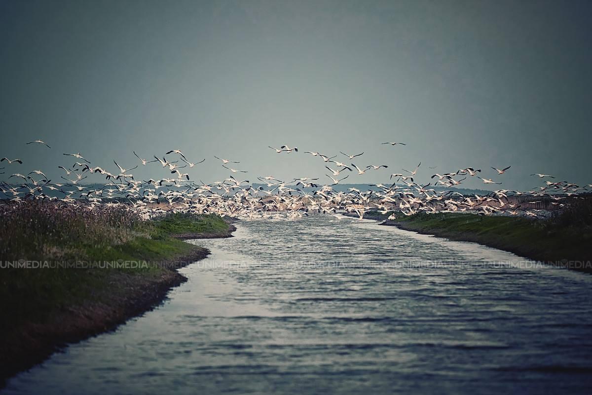 Imagini care îți taie respirația! Descoperă raiul pelicanilor din sudul Moldovei