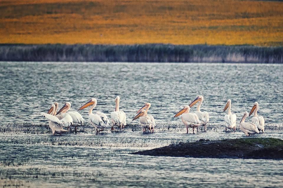 Imagini care îți taie respirația! Descoperă raiul pelicanilor din sudul Moldovei