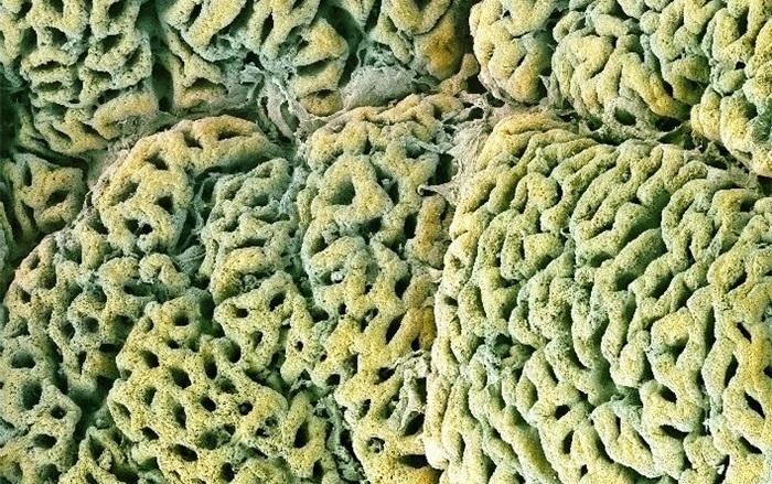 18 невероятных фотографий человеческих органов под микроскопом!