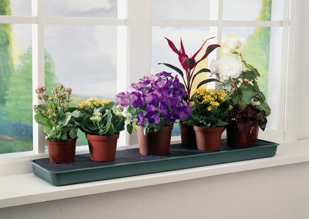 8 причин завести комнатные растения