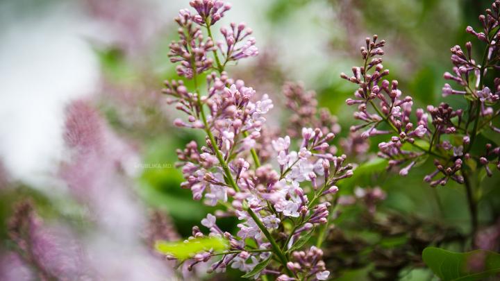 Natura are regulile sale! La sfârşit de vară a înflorit LILIACUL (FOTO)