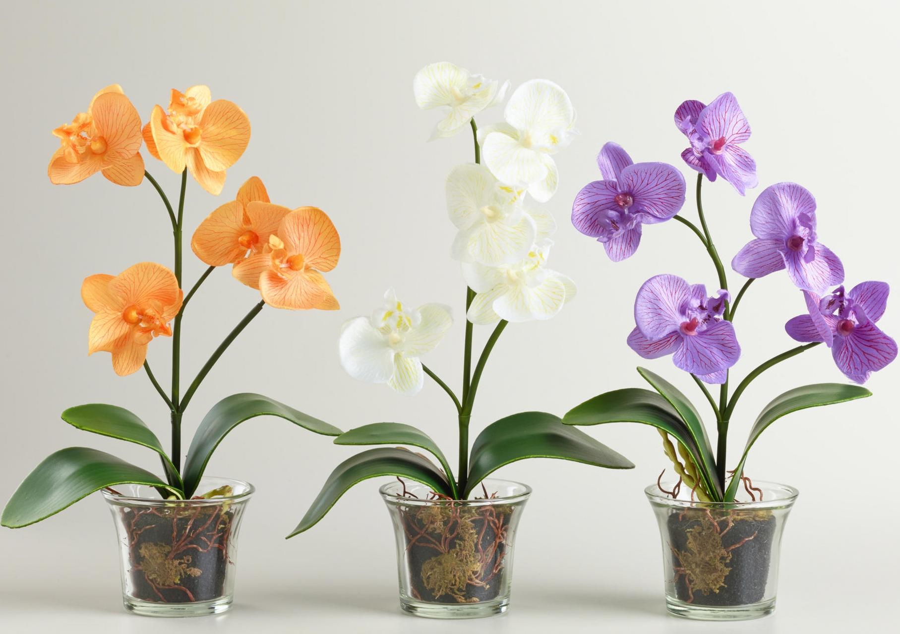 9 правил, благодаря которым орхидея будет буйно цвести круглый год