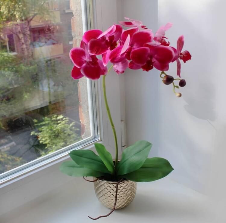 9 sfaturi de urmat ca orhideea ta să înflorească tot anul | Mamaplus