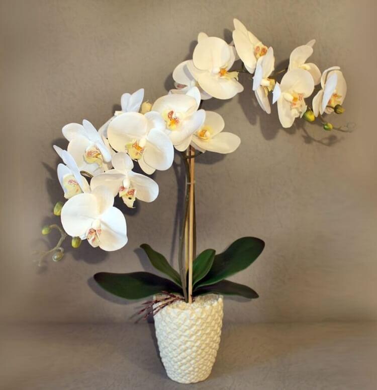 9 sfaturi de urmat ca orhideea ta să înflorească tot anul