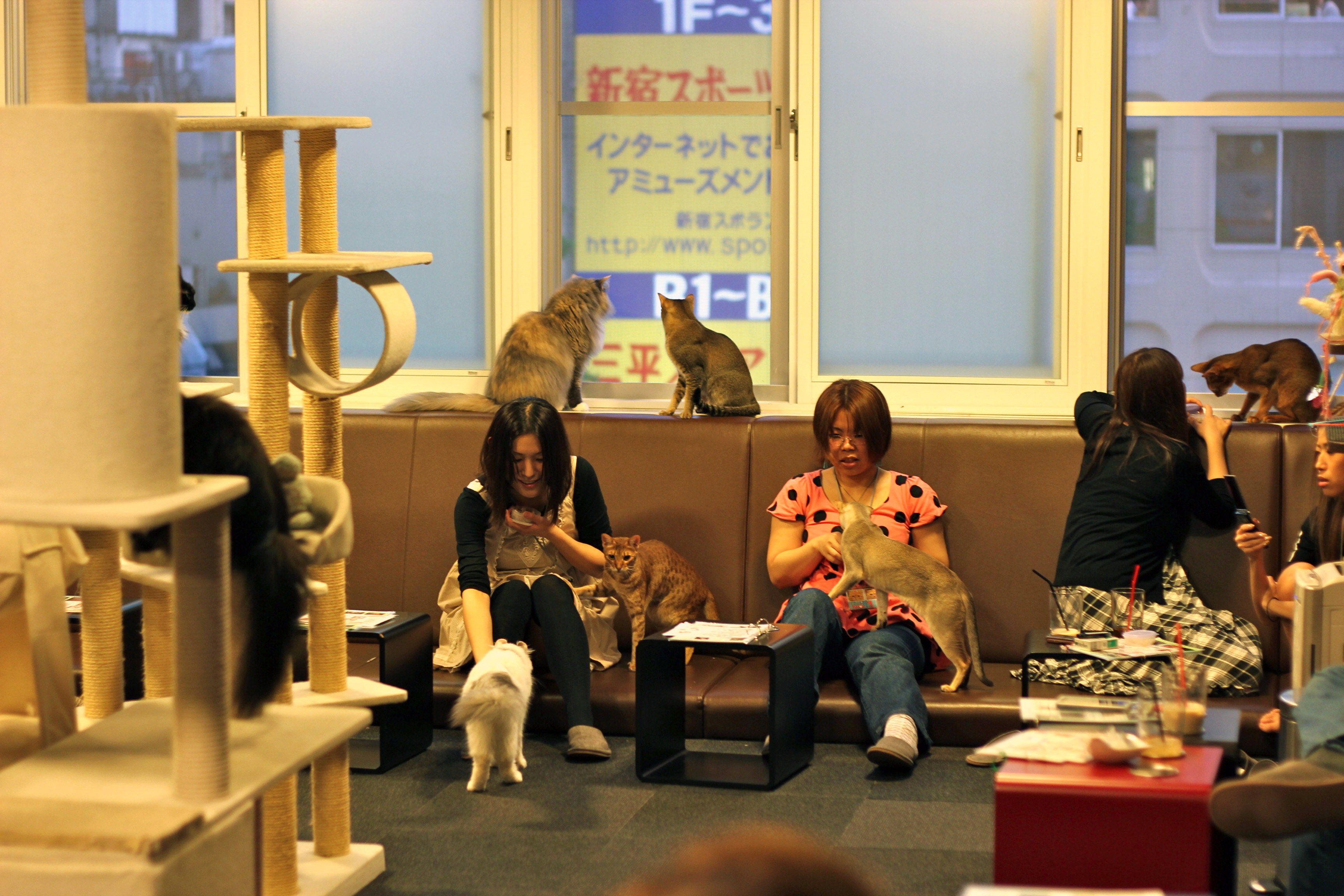 Суть котокафе. Кошачье кафе - "Cat Cafe" в Японии. Кошачье кафе в Токио. Кошачьи кафе в Японии. Котокафе в Токио.