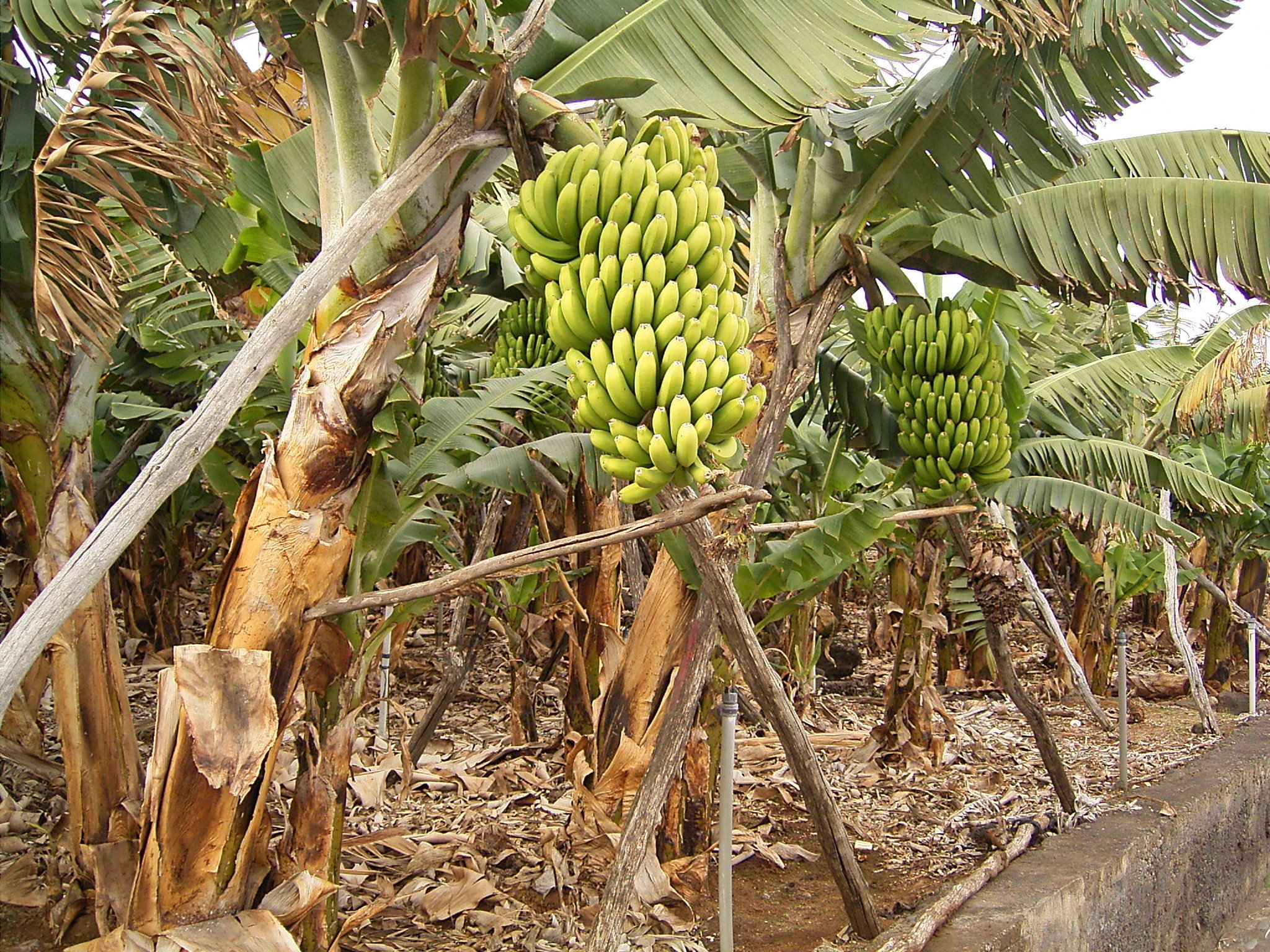 Где растут бананы дерево. Банановая Пальма. Банановая Пальма дерево. Десертный банан дерево. Банановая Пальма в Африке.