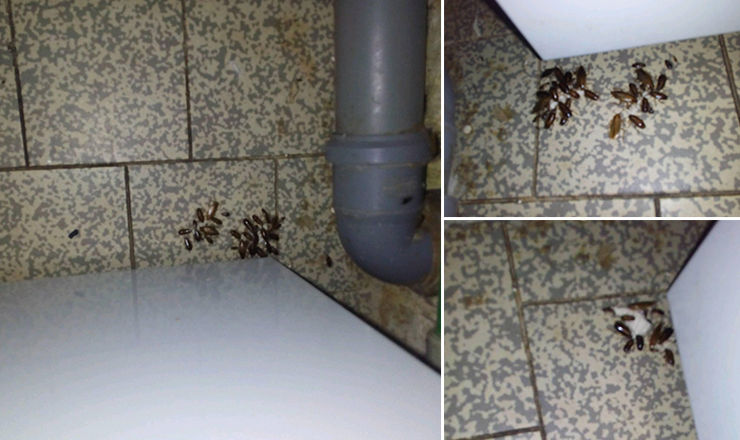 В Институте матери и ребенка расплодились тараканы