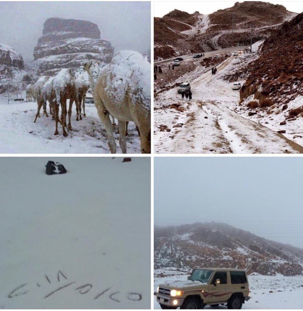 Cămilele din deşert, acoperite de zăpadă, după ce o furtună a lovit Arabia Saudită