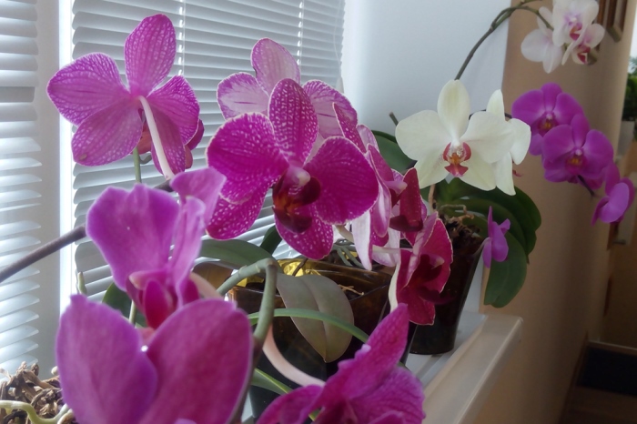 Cum salvezi o orhidee ofilită? Trucul simplu și eficient