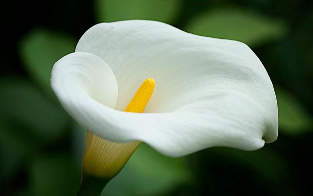 10 cele mai frumoase flori din lume (FOTO)