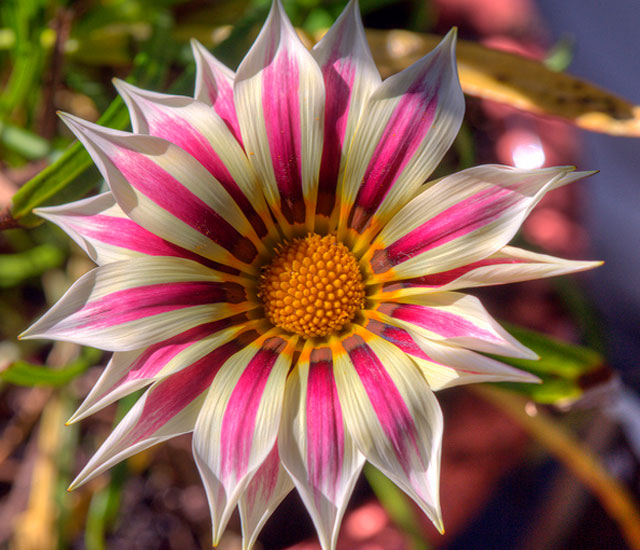 10 cele mai frumoase flori din lume (FOTO)