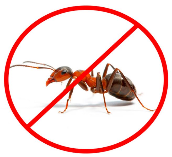 Как избавиться от муравьев? Эффективные природные средства