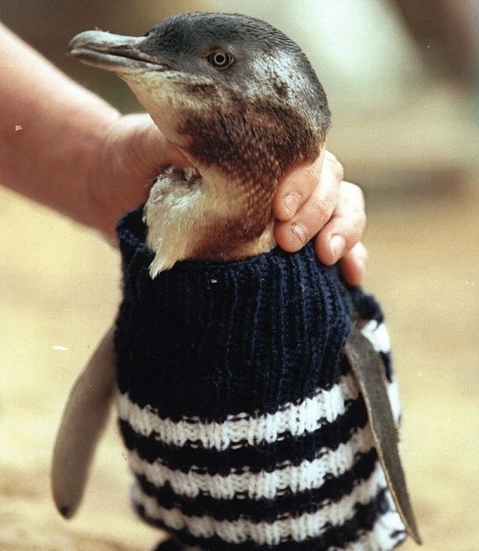 109-летний старичок вяжет свитерки для пингвинов... Вы сильно удивитесь, когда узнаете зачем!