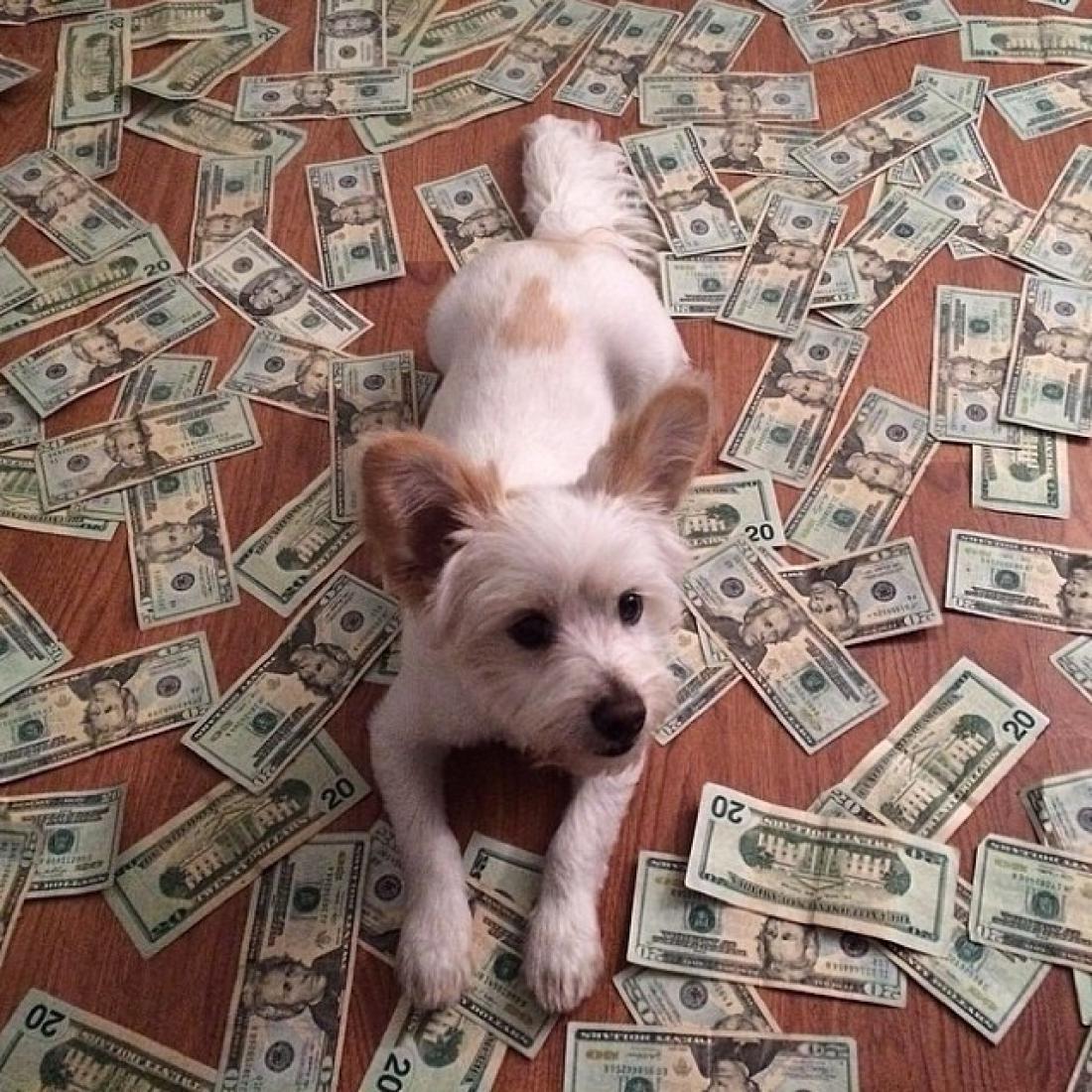 «Богатые собаки Instagram»: все как у людей!