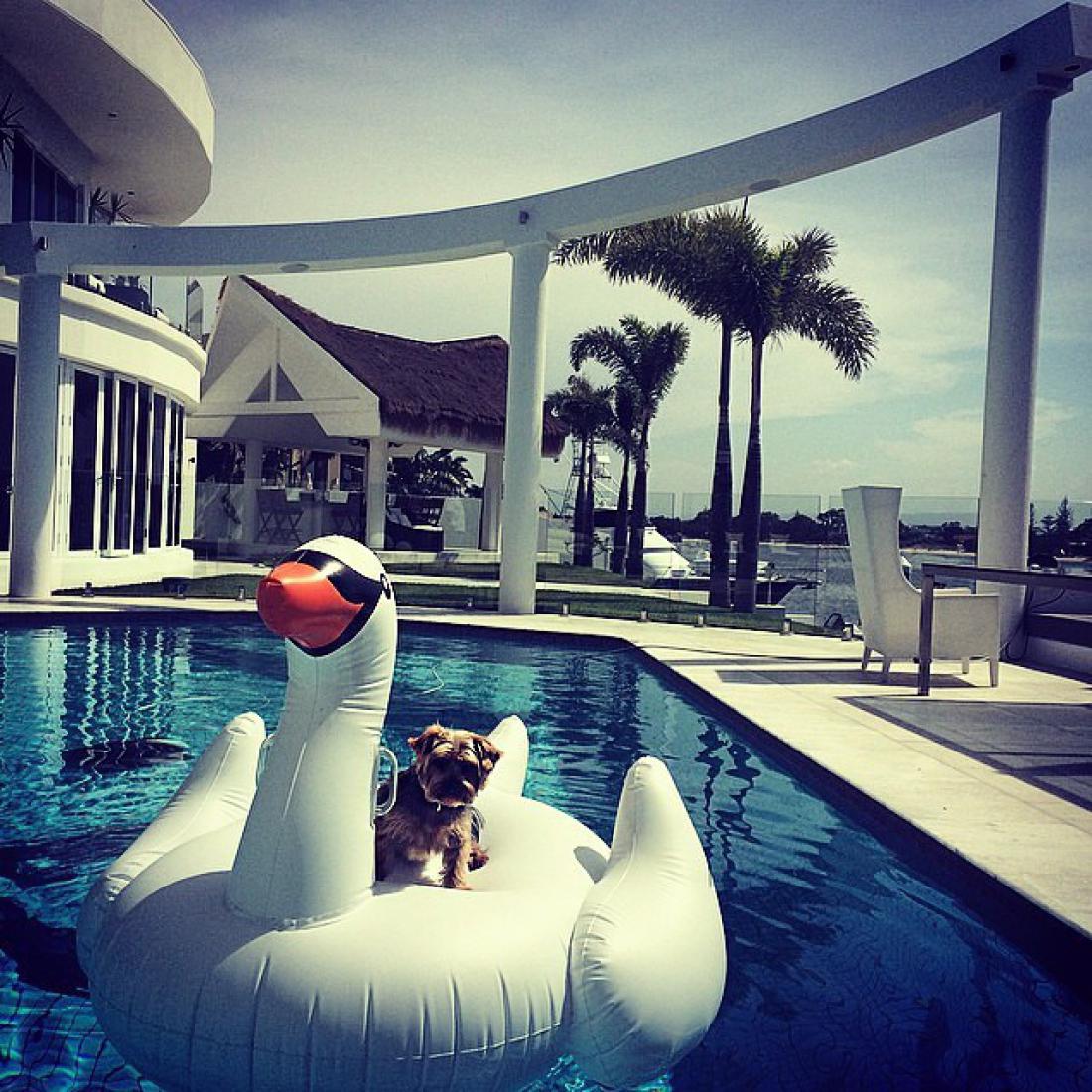 «Богатые собаки Instagram»: все как у людей!