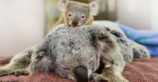 Детеныш коалы обнимал маму всю операцию. Это так трогательно