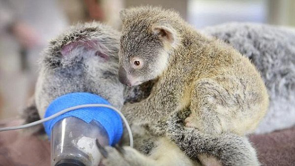 Детеныш коалы обнимал маму всю операцию. Это так трогательно