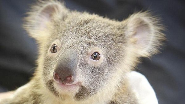 Un pui de koala își încurajează mama în timpul unei operații! Foarte emoționant!