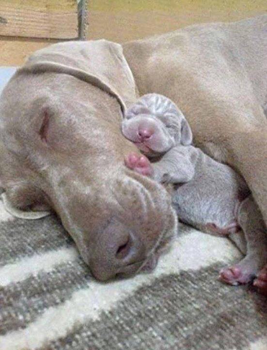 Când mama este alături, pot dormi liniștit!