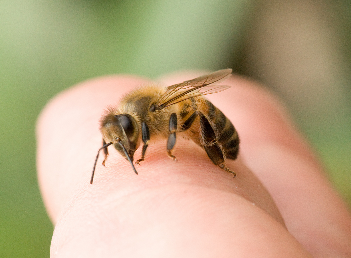 Что делать, если ужалила пчела? Некоторые природные лекарственные средства