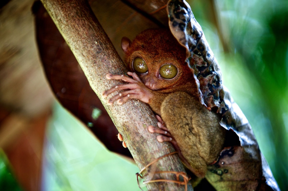 25 лучших фотографий National Geographic 2015