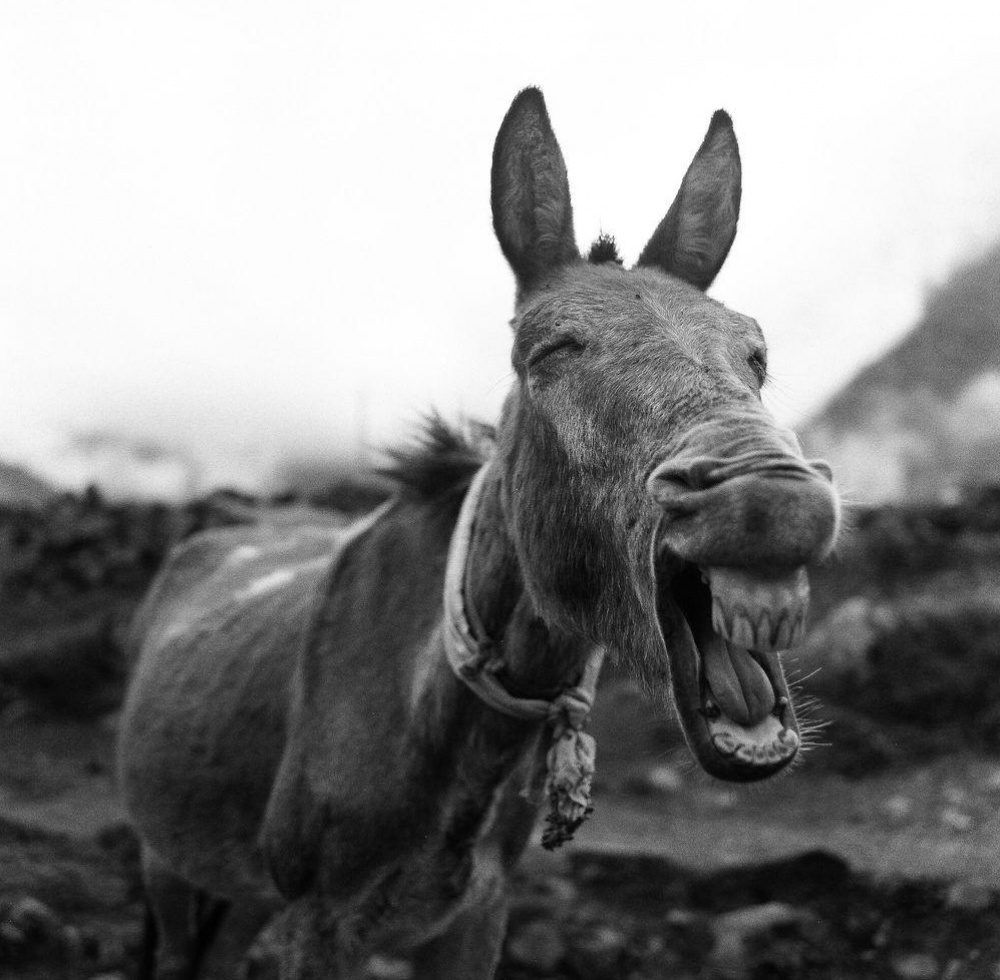 25 лучших фотографий National Geographic 2015