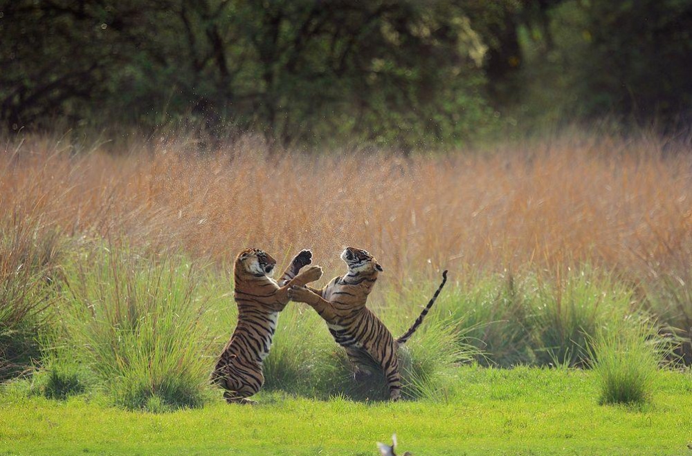 25 лучших фотографий National Geographic 2015