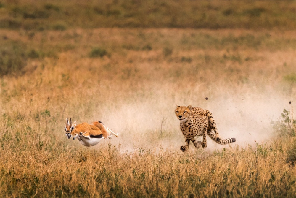 25 лучших фотографий National Geographic 2015