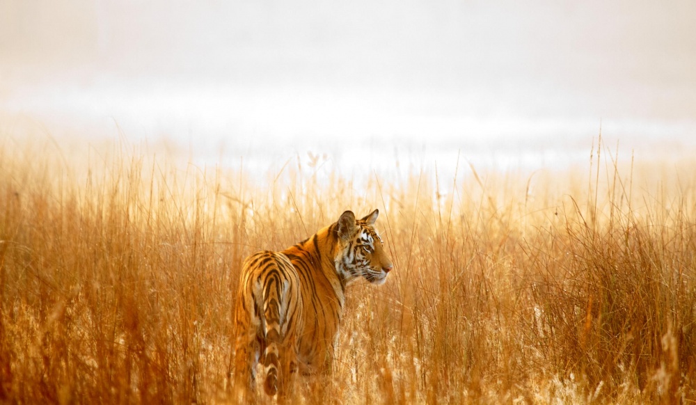 25 лучших фотографий National Geographic 2015